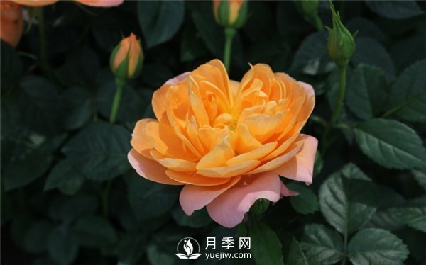 為什么月季新葉卷曲枯萎？月季新葉卷曲枯萎的原因？(圖1)