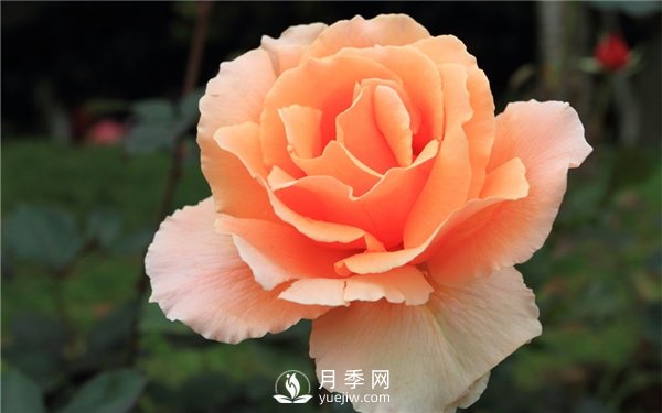 切花月季未來(lái)市場(chǎng)前景如何？(圖2)