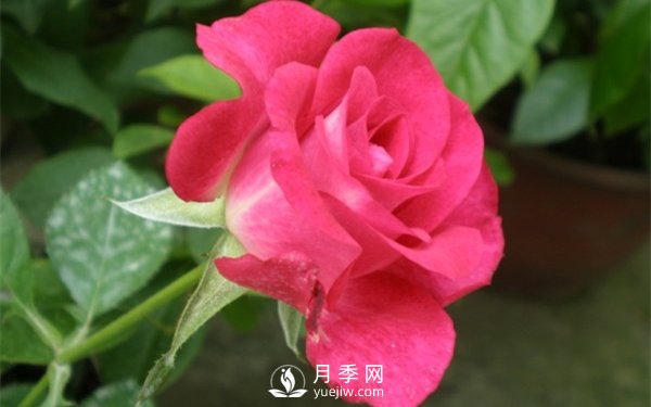 切花月季未來(lái)市場(chǎng)前景如何？(圖1)