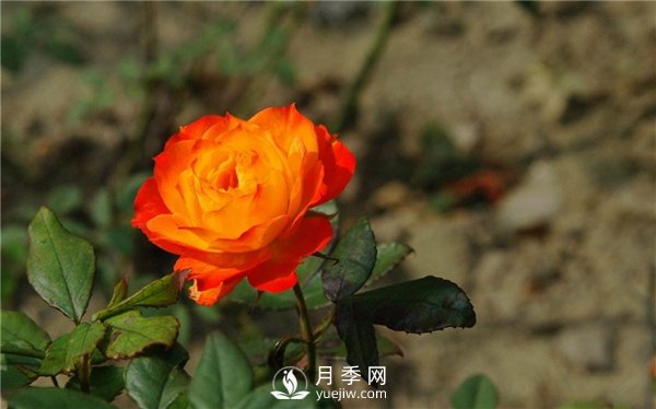 切花月季未來(lái)市場(chǎng)前景如何？(圖3)