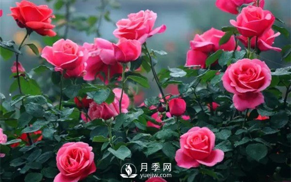 月季如何才能多開花？月季怎么開花多？(圖1)