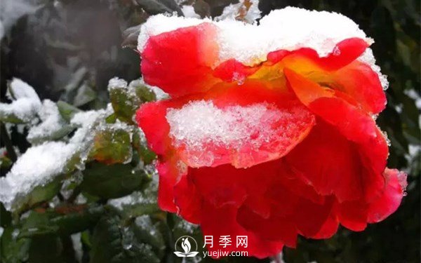 月季如何才能多開花？月季怎么開花多？(圖2)