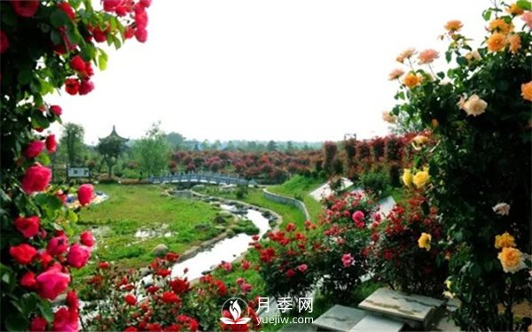 月季如何才能多開花？月季怎么開花多？(圖3)