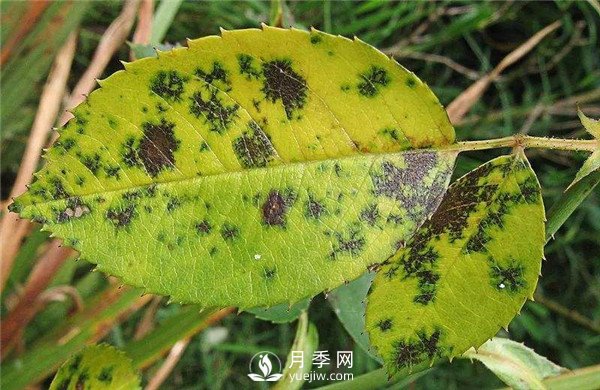 月季發(fā)生黑斑病時怎么辦？(圖1)