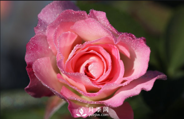 ?月季如何養(yǎng)，才能開花大而艷？(圖1)