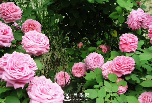 ?月季如何養(yǎng)，才能開花大而艷？(圖2)