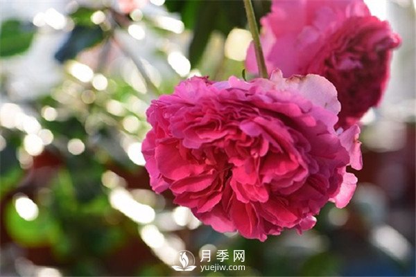 月季花為什么越來越?。?圖1)