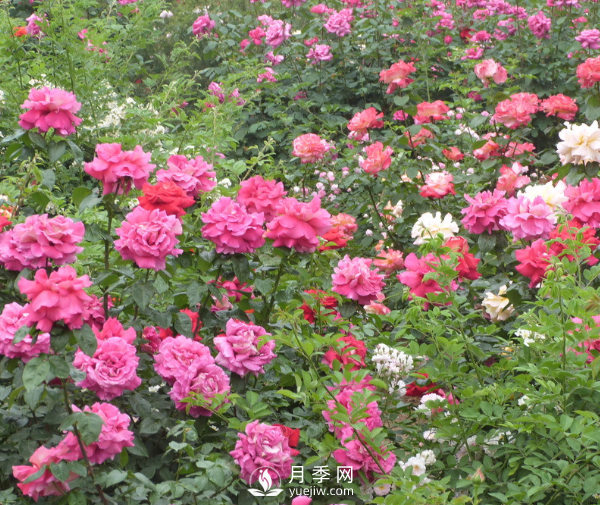 月季夏季高溫時要如何養(yǎng)護(hù)呢？(圖1)