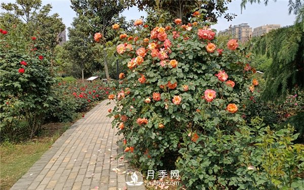 月季成活率低為什么？可能是您澆水不當(dāng)引起(圖4)