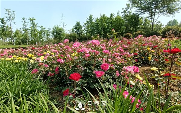 月季成活率低為什么？可能是您澆水不當(dāng)引起(圖3)
