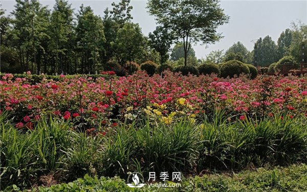 月季成活率低為什么？可能是您澆水不當(dāng)引起(圖2)