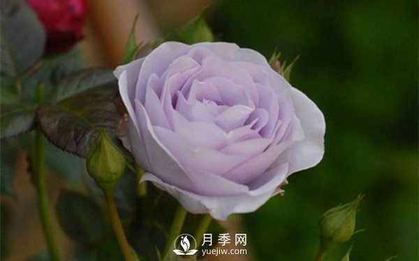 月季出現(xiàn)掉葉子怎么辦？(圖3)