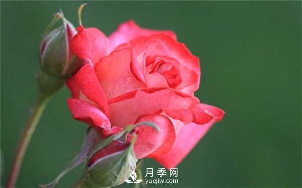 月季出現(xiàn)掉葉子怎么辦？(圖1)