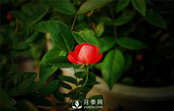 月季出現(xiàn)掉葉子怎么辦？(圖2)
