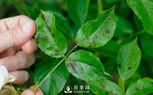 注意！夏秋大雨過后極易誘發(fā)月季黑斑病(圖1)