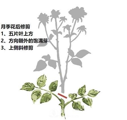 盛花期后，必須要對月季做的兩件事！(圖1)