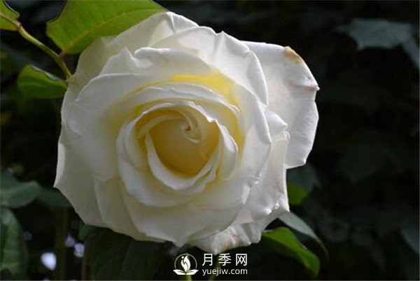 3月份月季花栽培與管理方法你知道嗎？(圖1)