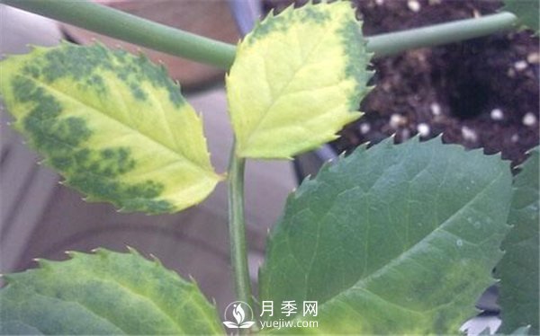 月季黃葉，干枯的幾大原因，您中招了嗎？(圖1)