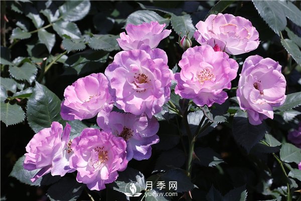養(yǎng)月季花前你應該先了解這3件事！(圖2)