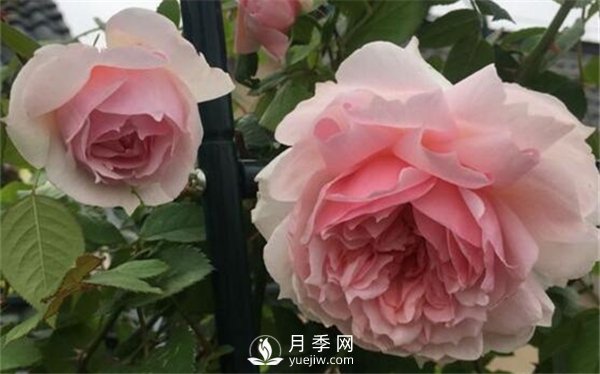養(yǎng)月季花前你應該先了解這3件事！(圖1)