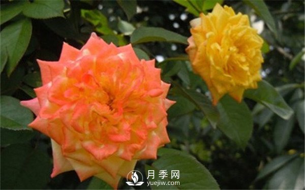 月季花期施肥 要用那些肥料？(圖2)