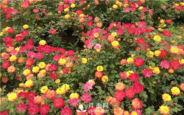 月季花期施肥 要用那些肥料？(圖1)