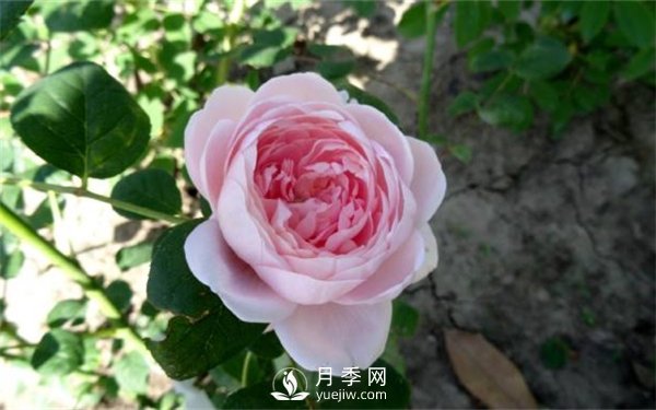 月季網(wǎng)告訴你環(huán)剝法扦插歐月如何操作？(圖1)