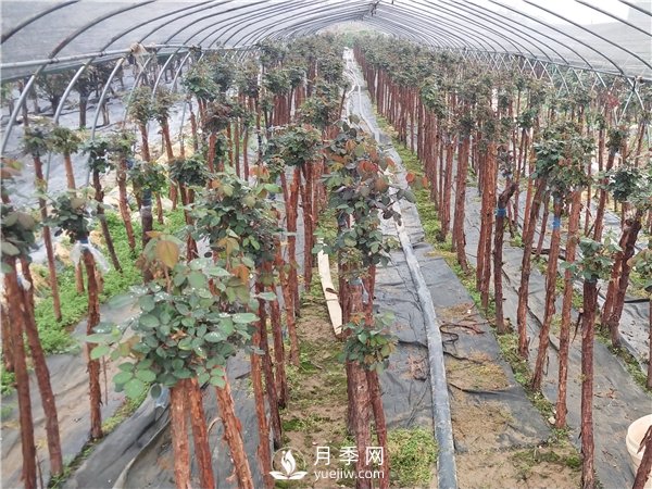 南陽樹狀月季怎么養(yǎng)護？(圖2)