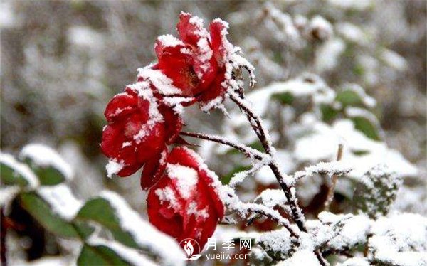 月季冬天會(huì)凍死嗎？月季花怎么過(guò)冬？月季的安全越冬方法介紹！(圖1)