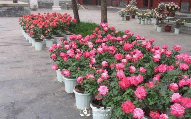 干貨來(lái)襲，月季花如何扦插及養(yǎng)護(hù)！(圖1)