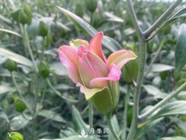 浙江成功引種玫瑰百合，它究竟是月季，還是百合？(圖1)