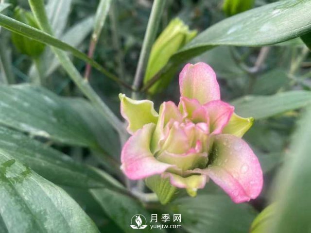 浙江成功引種玫瑰百合，它究竟是月季，還是百合？(圖12)