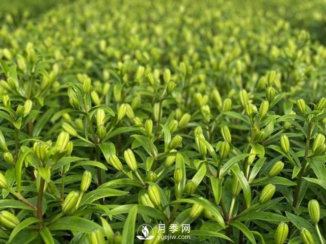 浙江成功引種玫瑰百合，它究竟是月季，還是百合？(圖13)
