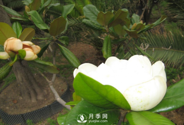 廣玉蘭遭遇病蟲害怎么辦？南陽(yáng)玉蘭養(yǎng)護(hù)知識(shí)(圖1)