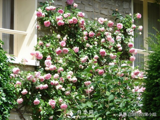 有哪些只看一眼就叫人欲罷不能的月季品種？(圖1)