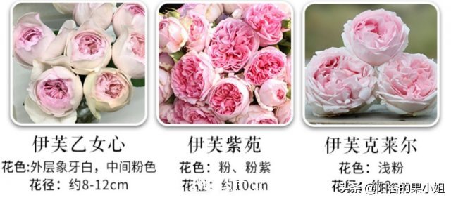 有哪些只看一眼就叫人欲罷不能的月季品種？(圖4)