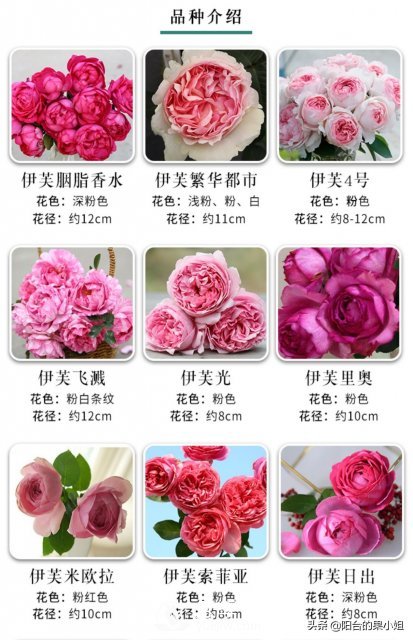 有哪些只看一眼就叫人欲罷不能的月季品種？(圖3)