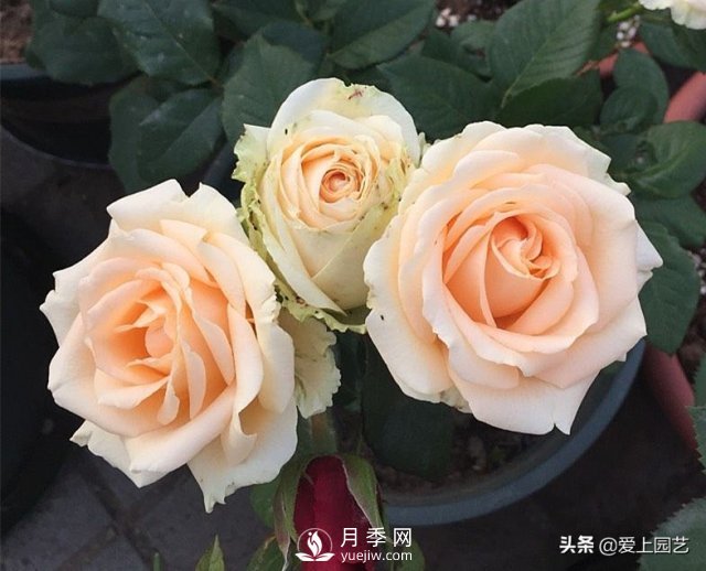 雪山系列月季品種，美麗的手捧花，還是經(jīng)典的花園明星(圖3)
