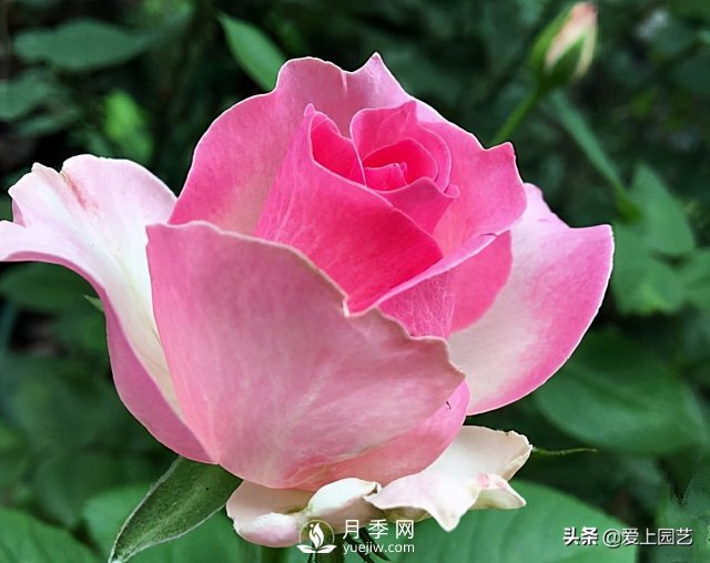 雪山系列月季品種，美麗的手捧花，還是經(jīng)典的花園明星(圖4)