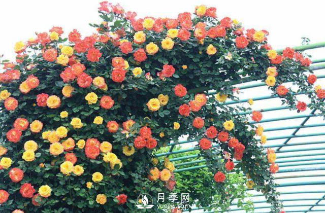 養(yǎng)月季，教你“爆盆大法”，四季開不停每次都爆盆(圖1)