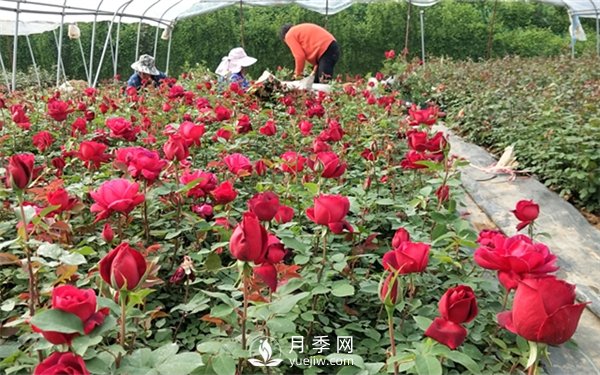 老棵月季苗批發(fā)價(jià)格多少？多年生月季苗成活率高？(圖1)