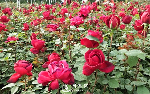 老棵月季苗批發(fā)價(jià)格多少？多年生月季苗成活率高？(圖3)