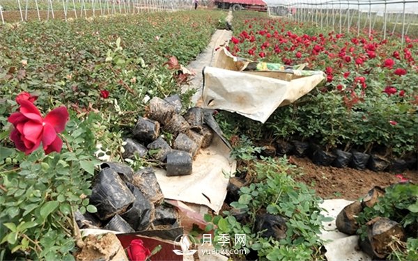 老棵月季苗批發(fā)價(jià)格多少？多年生月季苗成活率高？(圖2)