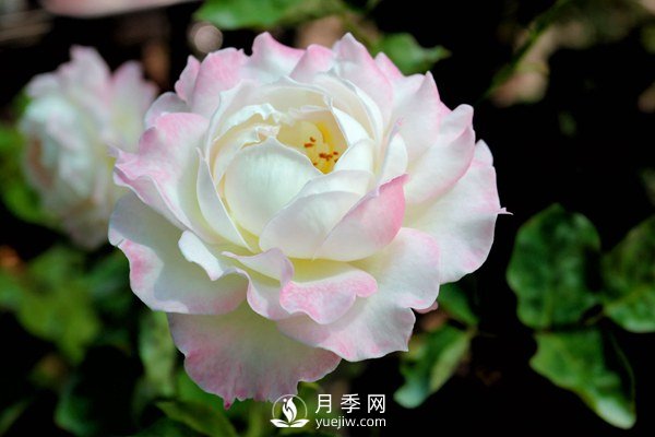 切花月季如何修剪及防治病蟲害？(圖1)