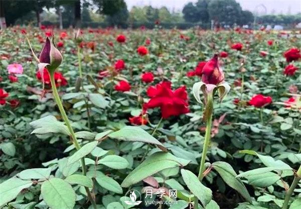 “高顏值”大花月季上街！四川成都立交橋月季花帶來了！(圖3)