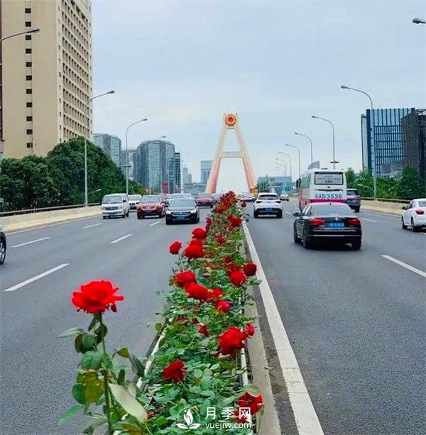 “高顏值”大花月季上街！四川成都立交橋月季花帶來了！(圖1)