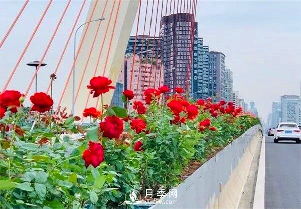 “高顏值”大花月季上街！四川成都立交橋月季花帶來了！(圖2)