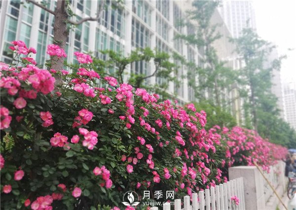 月季園林大觀，月季扮靚各大城市！(圖4)