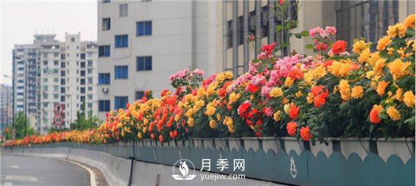 是什么造就了杭州高架月季的美麗？(圖3)