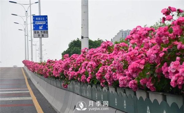 是什么造就了杭州高架月季的美麗？(圖1)